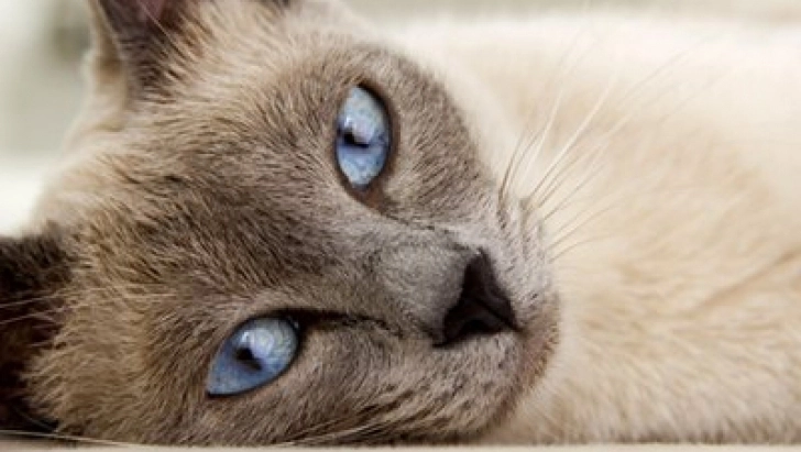 a-platit-120000-de-dolari-pentru-o-pisica