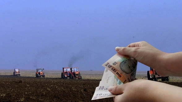 ai-teren-sau-animale-platesti-asigurare