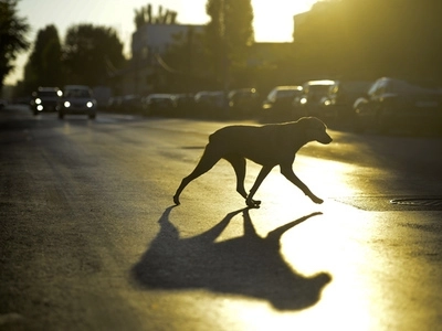 amenda-pentru-maltratarea-unui-caine