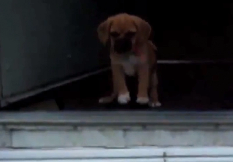 animalul-de-companie-poate-sa-iti-arate-daca-ai-cancer-uite-cum