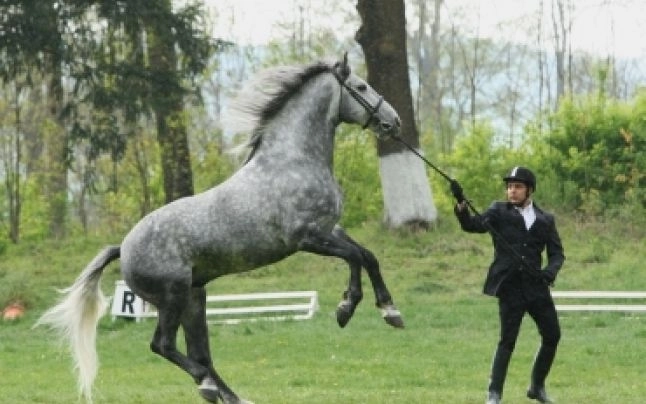 bani-europeni-pentru-caii-de-la-sambata-de-jos