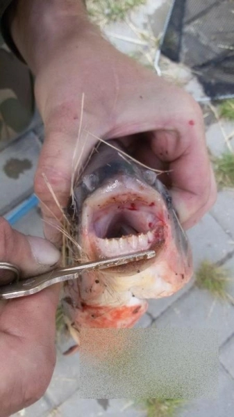 bizar-a-fost-prins-un-peste-cu-dinti-de-om-vezi-cum-arata