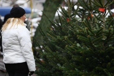 brazi-de-vanzare-in-pietele-brasovene