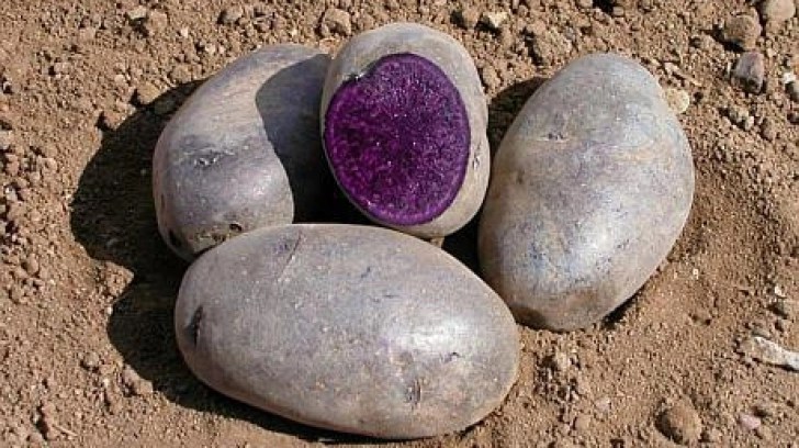 cartoful-mov-cea-mai-rentabila-investitie-agricola