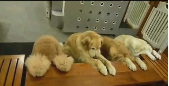 cateii-care-se-roaga-inainte-de-masa-video