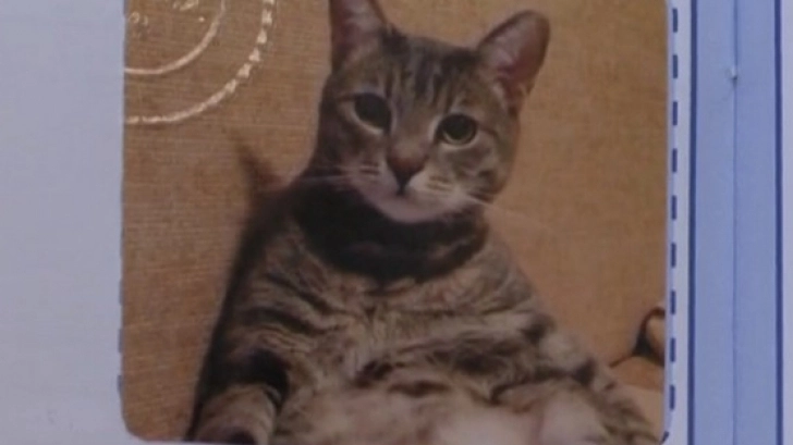 caz-de-malpraxis-veterinar