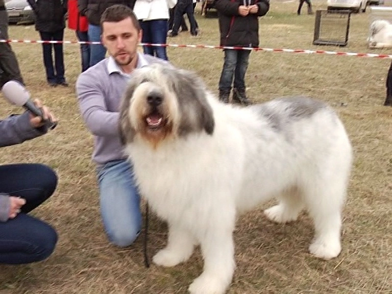 cei-mai-frumosi-caini-mioritici-premiati-la-bran