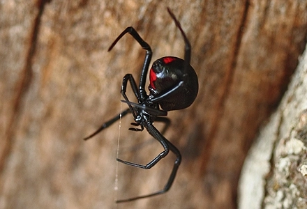 cei-mai-periculosi-paianjeni-din-romania-