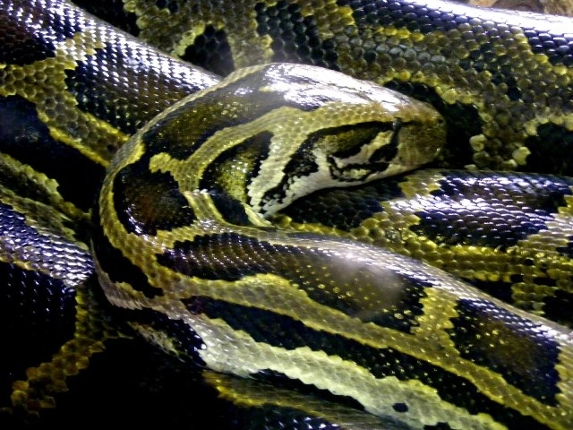 colcaiala-si-viermuiala-de-serpi-intro-casa-din-sua-