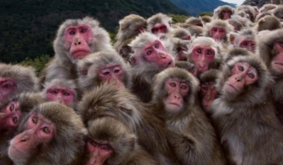 comando-de-maimute-in-slujba-aviatiei-chineze