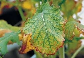 cum-afecteaza-routerele-wifi-plantelele