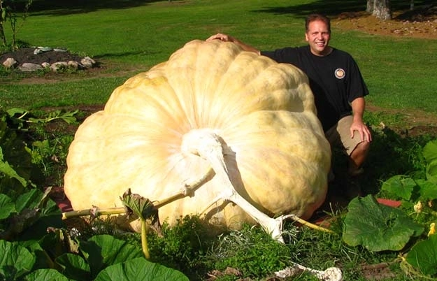 cum-arata-dovleacul-de-o-tona