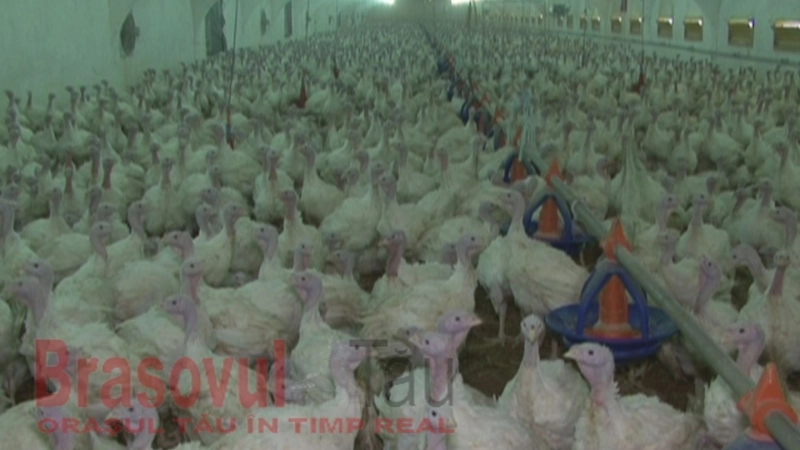 curcanul-tot-mai-cautat-de-brasoveni-pentru-masa-de-paste