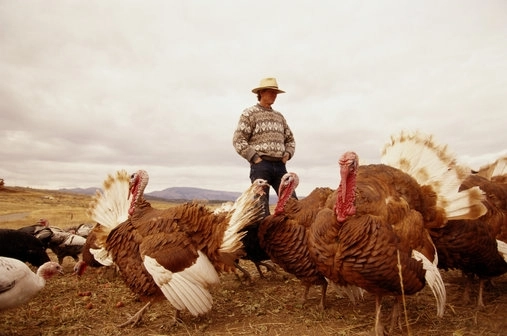 cursuri-pentru-cresterea-animalelor