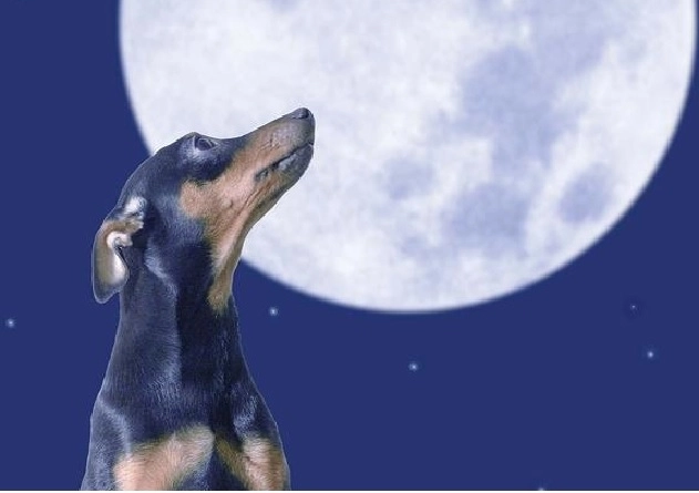 dai-12000-de-dolari-siti-ingropi-cainele-pe-luna