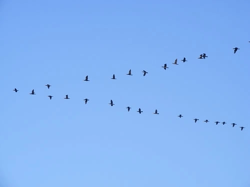de-ce-zboara-pasarile-in-stoluri-in-forma-de-v-video