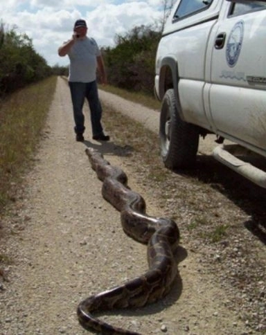 descoperire-soc-un-piton-de-55-metri