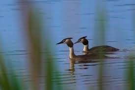 dumbravita-arie-de-protectie-speciala-avifaunistica