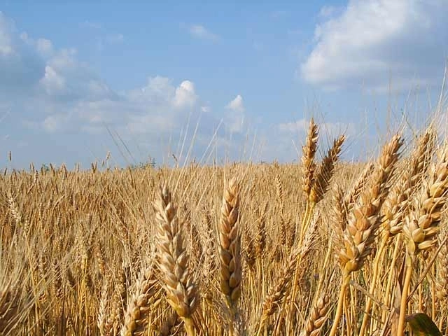 exportul-a-depasit-importul-de-produse-agroalimentare