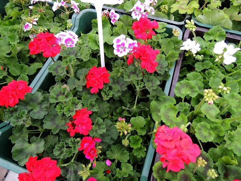 festivalul-muscatelor-in-weekend-la-bran