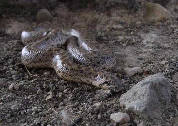 foto-boa-de-nisip-redescoperit-in-romania-dupa-80-de-ani