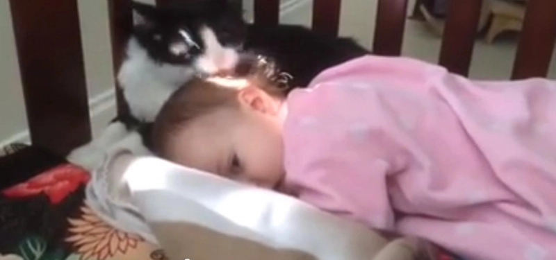 funny-pisica-spala-bebelusul-de-parca-ar-fi-puiul-ei-video