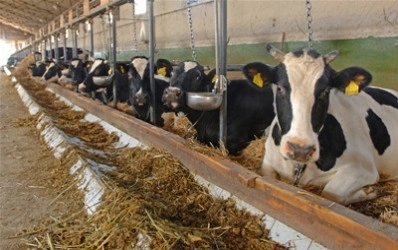 germania-vaci-cu-autoaprindere-explozie