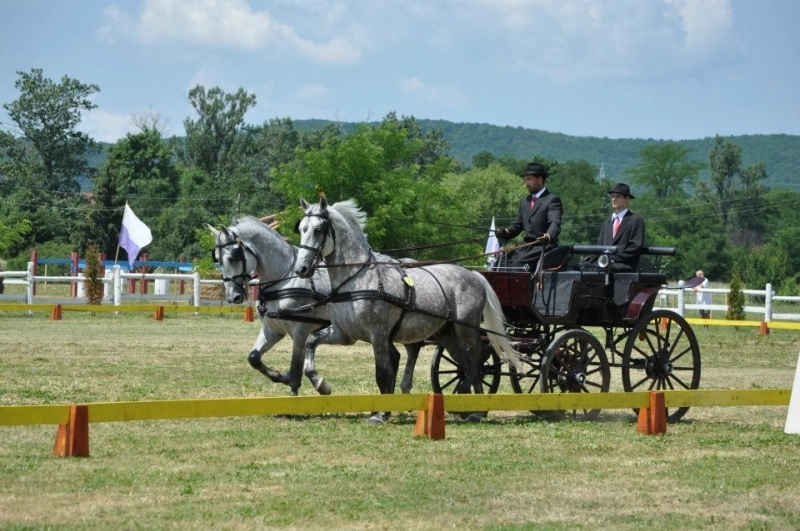 herghelia-de-la-sambata-participa-la-campionatul-national-de-atelaje