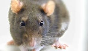 in-viitor-sobolanii-vor-fi-cat-vacile