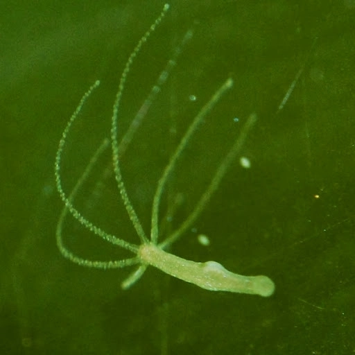 incredibil-animalul-care-traieste-1400-de-ani