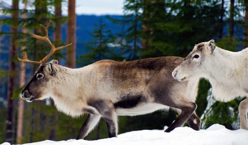 isu-rusesc-operatiuni-de-salvare-cu-magari-camile-si-reni