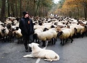 la-brasov-se-subventioneaza-peste-350000-de-oi-si-capre