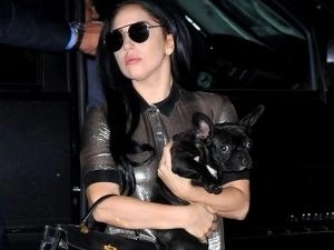 lady-gaga-cainele-asia-nu-are-voie-in-asia