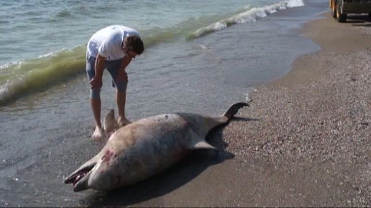 litoralul-romanesc-delfini-ucisi-de-plasele-pescarilor