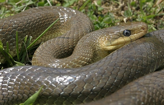 londra-invazie-de-serpi-periculosi