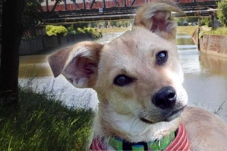 maidanez-in-romania-caine-erou-in-belgia