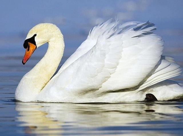 mii-de-pasari-vor-fi-ucise-la-new-york