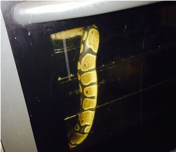 o-familie-a-gasit-un-sarpe-urias-in-cuptor