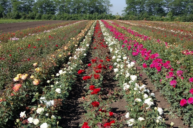 o-familie-din-ucea-de-jos-devine-furnizor-de-butasi-de-trandafir-pentru-austria-si-australia