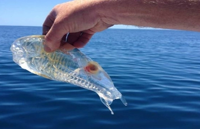 o-noua-descoperire-pestele-transparent