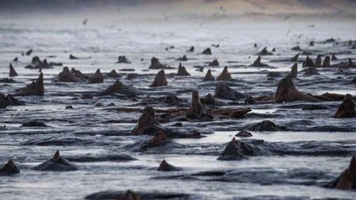 o-padure-de-6000-de-ani-sa-ridicat-din-mare