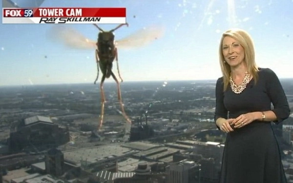 o-prezentatoare-meteo-a-avut-parte-de-o-sperietura-zdravana-in-direct-video