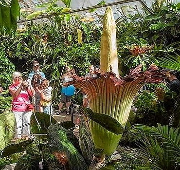 odata-la-10-ani-a-inflorit-floareacadavru