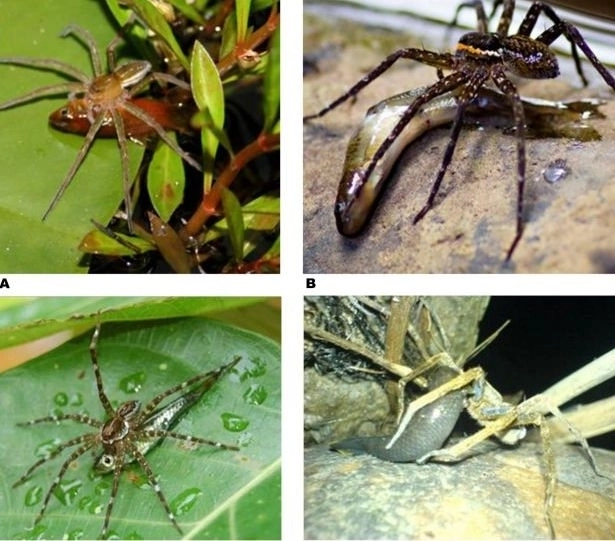 paianjenii-care-mananca-pesti