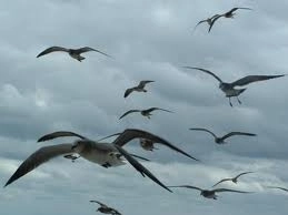 pasarile-anunta-cutremurele-cu-5-ore-inainte