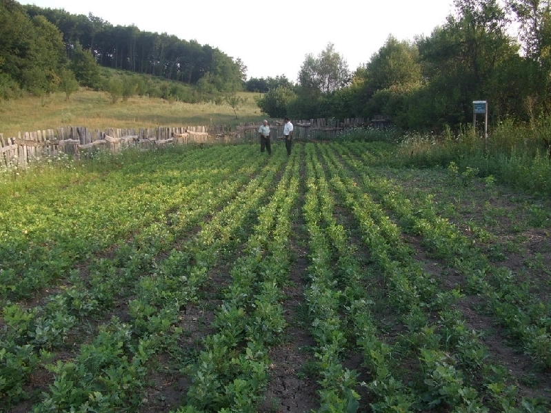 pepiniera-de-la-rasnov-va-costa-peste-2-milioane-de-lei