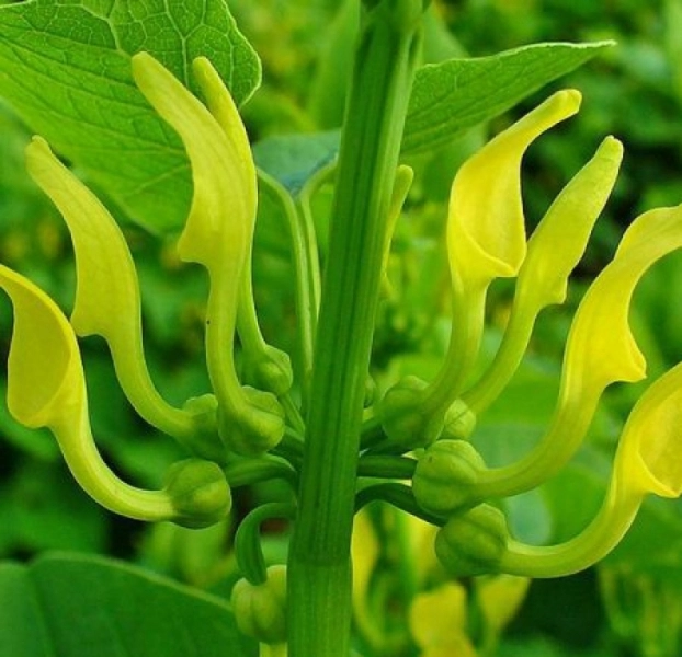 planta-anticancer-din-romania-pe-care-foarte-putini-o-recunosc-in-natura