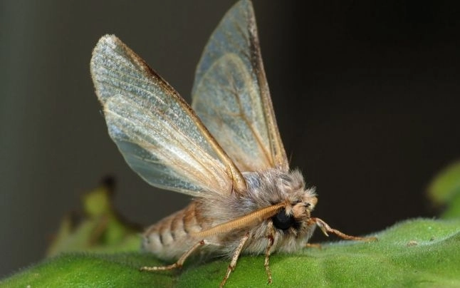 povestea-barbatului-caruia-ia-zburat-o-molie-in-craniu