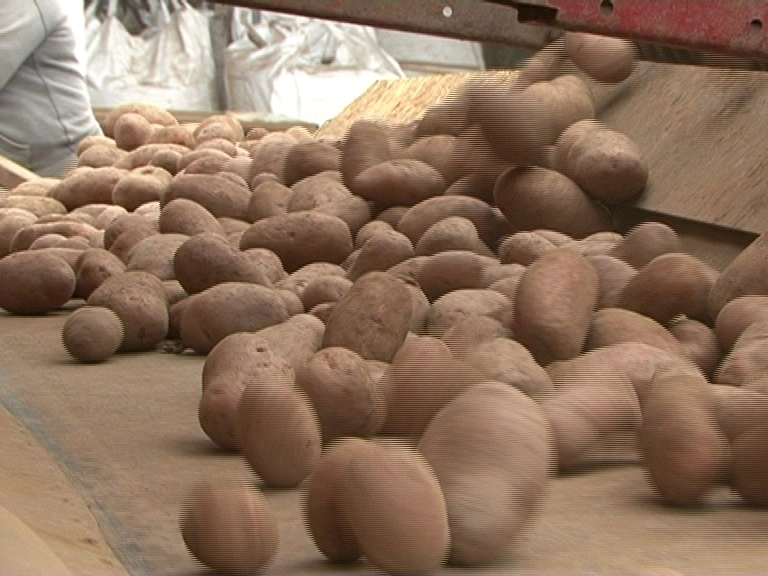 profit-aproape-de-zero-pentru-producatorii-de-cartofi-