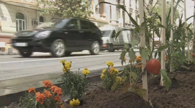 protest-inedit-a-plantat-rosii-pe-un-trotuar-din-centrul-bucurestiului